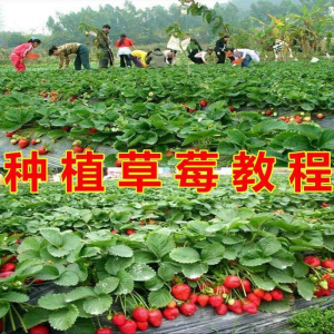 草莓种植技术全套视频教程大全科学培训方法经验大棚栽培教程资料-淘淘虚拟网