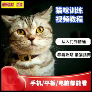 猫咪训练+养猫攻略大全技巧秘诀自学教程课程视频-淘淘虚拟网