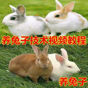 养兔子技术自学全套视频教程大全兔子养殖教程学畜牧养殖视频教程-淘淘虚拟网
