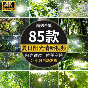 4K夏日阳光透过树叶森林空境升格大自然唯美清新绿叶实拍视频素材-淘淘虚拟网