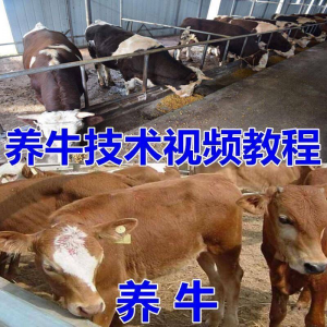 养牛养羊视频教程疾病防治挤奶牛场建设放牧饲养猪技术全套发育-淘淘虚拟网